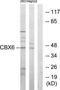 Chromobox 6 antibody, TA315249, Origene, Western Blot image 