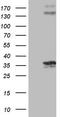 Protein C Receptor antibody, CF805523, Origene, Western Blot image 