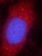 STAT3 antibody, FNab08298, FineTest, Immunofluorescence image 