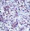 H13 antibody, LS-C166885, Lifespan Biosciences, Immunohistochemistry frozen image 