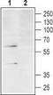 Complement C3a Receptor 1 antibody, TA328630, Origene, Western Blot image 