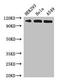 Lgl2 antibody, LS-C395903, Lifespan Biosciences, Western Blot image 