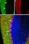 Histamine H3 receptor antibody, PA5-77465, Invitrogen Antibodies, Immunohistochemistry paraffin image 