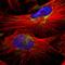 Mitochondrial Ribosomal Protein L40 antibody, HPA006181, Atlas Antibodies, Immunofluorescence image 