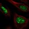 NOC3 Like DNA Replication Regulator antibody, NBP2-58021, Novus Biologicals, Immunofluorescence image 