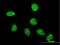 FLYWCH-Type Zinc Finger 1 antibody, H00084256-B01P, Novus Biologicals, Immunocytochemistry image 