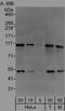 Jade Family PHD Finger 1 antibody, NBP1-47280, Novus Biologicals, Immunoprecipitation image 