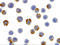 X-Box Binding Protein 1 antibody, 3685, ProSci Inc, Immunocytochemistry image 