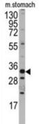 H6 Family Homeobox 3 antibody, abx033390, Abbexa, Western Blot image 
