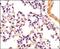 SR-Related CTD Associated Factor 11 antibody, MA5-24782, Invitrogen Antibodies, Immunohistochemistry paraffin image 