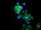 LIM domain kinase 1 antibody, LS-C173009, Lifespan Biosciences, Immunofluorescence image 