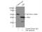 TATA-Box Binding Protein antibody, 66166-1-Ig, Proteintech Group, Immunoprecipitation image 