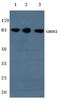 Chondroitin Sulfate Synthase 3 antibody, PA5-36445, Invitrogen Antibodies, Western Blot image 