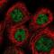Sentrin-specific protease 6 antibody, NBP1-82958, Novus Biologicals, Immunocytochemistry image 