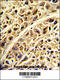 Prolargin antibody, 62-388, ProSci, Immunohistochemistry paraffin image 