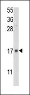 FKBP Prolyl Isomerase 2 antibody, LS-C166163, Lifespan Biosciences, Western Blot image 