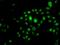 Homeobox protein Hox-B7 antibody, orb373504, Biorbyt, Immunofluorescence image 