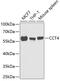 Chaperonin Containing TCP1 Subunit 4 antibody, 22-304, ProSci, Western Blot image 