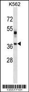 Visual System Homeobox 1 antibody, 58-377, ProSci, Western Blot image 