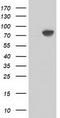 Catenin Beta 1 antibody, TA502339, Origene, Western Blot image 