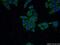 Squalene monooxygenase antibody, 12544-1-AP, Proteintech Group, Immunofluorescence image 