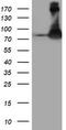 F-Box Protein 21 antibody, CF503940, Origene, Western Blot image 