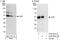 CXADR Ig-Like Cell Adhesion Molecule antibody, A302-847A, Bethyl Labs, Immunoprecipitation image 