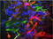 Nestin antibody, TA309762, Origene, Immunofluorescence image 