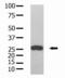 Glutathione-S-Transferase Tag antibody, AM11012PU-N, Origene, Western Blot image 