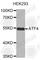 ATF4 antibody, A7524, ABclonal Technology, Western Blot image 
