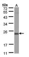 DNA-directed RNA polymerase II subunit RPB7 antibody, orb69819, Biorbyt, Western Blot image 