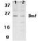 Bcl2 Modifying Factor antibody, PA1-30565, Invitrogen Antibodies, Western Blot image 