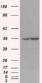 LEM Domain Containing 3 antibody, MA5-25020, Invitrogen Antibodies, Western Blot image 