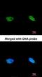 BRCA2 And CDKN1A Interacting Protein antibody, orb73799, Biorbyt, Immunocytochemistry image 