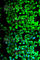 Thromboxane A Synthase 1 antibody, A1988, ABclonal Technology, Immunofluorescence image 