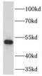 HNF-3A antibody, FNab03187, FineTest, Western Blot image 