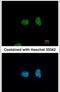 Nuclear transcription factor Y subunit alpha antibody, PA5-28990, Invitrogen Antibodies, Immunofluorescence image 