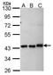 Makorin Ring Finger Protein 1 antibody, PA5-28461, Invitrogen Antibodies, Western Blot image 
