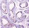 Prion Like Protein Doppel antibody, A05457, Boster Biological Technology, Immunohistochemistry paraffin image 