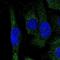 Adaptor Related Protein Complex 4 Subunit Sigma 1 antibody, NBP1-89058, Novus Biologicals, Immunocytochemistry image 