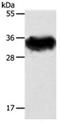 Syntaxin 1A antibody, orb107609, Biorbyt, Western Blot image 