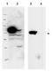 Ribosomal L1 Domain Containing 1 antibody, GTX48683, GeneTex, Western Blot image 