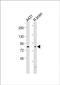 Neuronal Guanine Nucleotide Exchange Factor antibody, PA5-49485, Invitrogen Antibodies, Western Blot image 