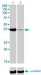 POU domain, class 6, transcription factor 1 antibody, LS-C197956, Lifespan Biosciences, Western Blot image 