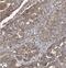 Capping Actin Protein Of Muscle Z-Line Subunit Alpha 1 antibody, FNab01256, FineTest, Immunohistochemistry frozen image 