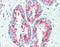 Tetraspanin 13 antibody, LS-A8852, Lifespan Biosciences, Immunohistochemistry frozen image 