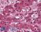 HHARI antibody, LS-B2620, Lifespan Biosciences, Immunohistochemistry frozen image 