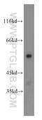 Cytochrome P450 Family 4 Subfamily B Member 1 antibody, 11771-1-AP, Proteintech Group, Western Blot image 