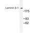 Laminin Subunit Beta 1 antibody, LS-C176977, Lifespan Biosciences, Western Blot image 