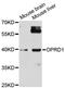 Opioid Receptor Delta 1 antibody, A8445, ABclonal Technology, Western Blot image 